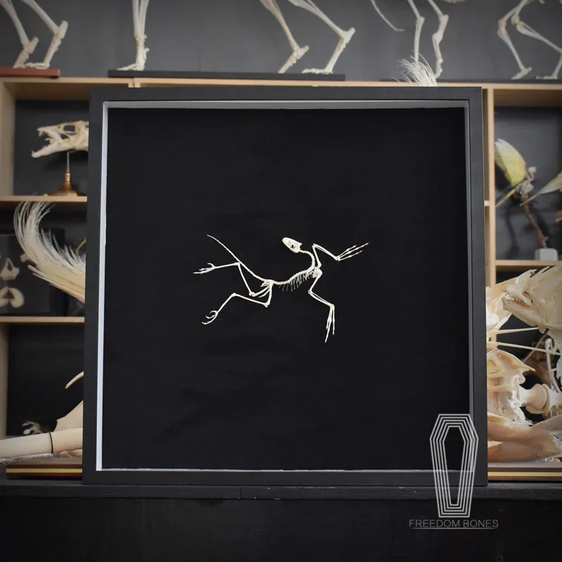 Replica in Resina dell'Osso di - Fossil Replica Display recensione e prezzo